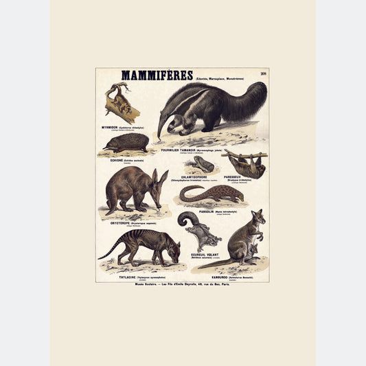 Mammifères (édentés, marsupiaux, monotrèmes)